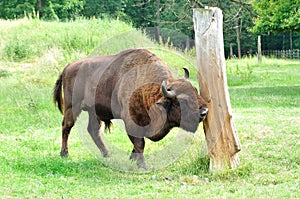 Bufalo maschio 