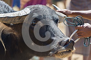 Buffalo market in Rantepao