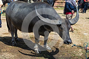 Buffalo market in Rantepao