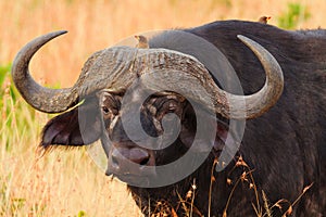 Buffalo in Masai Mara