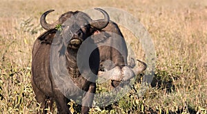 Buffalo in Masai Mara