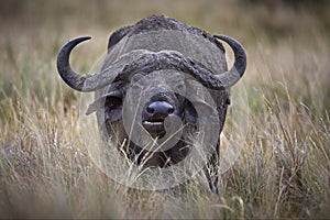 Buffalo in Masai Mara, Kenya