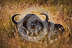 Buffalo in Masai Mara, Kenya