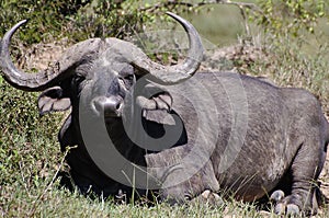 Buffalo - Masai Mara - Kenya