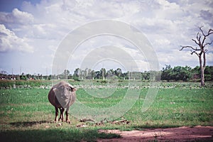 Buffalo in the meadow , animals life in the nature garden