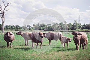 Buffalo in the meadow , animals life in the nature garden