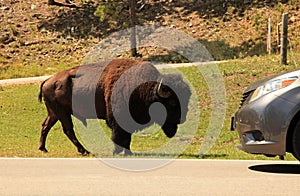Buffalo meets car along the needles highway