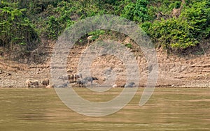 Buffalo in the Mekong River. Luang Phabang, Laos, Asia