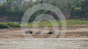 Buffalo in the Mekong River. Luang Phabang, Laos, Asia