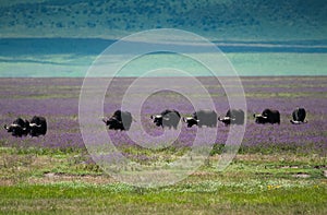Buffalo migration Ngorongoro crater, Tanzania photo