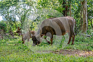Buffalo mother and child eating grass in the garden