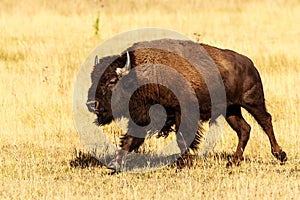 Buffalo On The Move Jackson Hole Wyoming