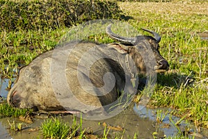 Buffalo in the mud