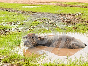 Buffalo in mud bath. Time of Happiness.