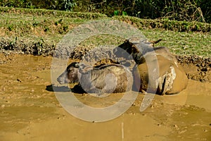 buffalo in mud, digital photo picture as a background