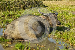 Buffalo in the mud photo