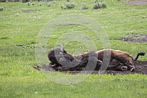 Buffalo bison in mudbath Yellowstone Park