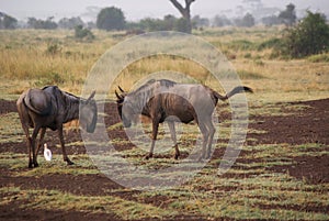 Buffalo in national park Amboseli, Kenya
