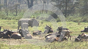 Buffalo in the National Park Tsavo East, Amboseli, Samburu, Nakuru, and Tsavo West