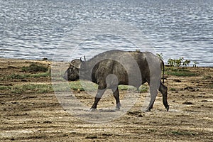 Buffalo in the National Park Tsavo East, Tsavo West and Amboseli