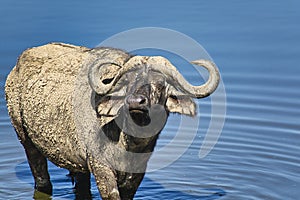 Buffalo in the National Park Tsavo East, Tsavo West and Amboseli