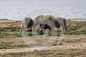 Buffalo in the National Park Tsavo East, Tsavo West and Amboseli