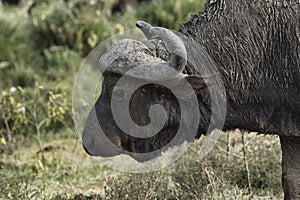 Buffalo in the National Park Tsavo East, Tsavo West and Amboseli