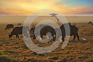 Buffalo in the National Park Tsavo East, Tsavo West and Amboseli