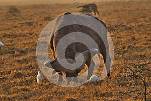 Buffalo in the National Park Tsavo East, Tsavo West and Amboseli