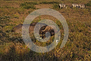 Buffalo in the National Park Tsavo East, Tsavo West and Amboseli