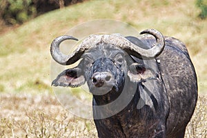 Buffalo in the National Park Tsavo East, Tsavo West and Amboseli