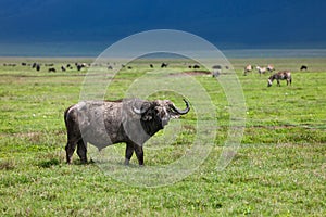 Buffalo in Ngorongoro crater Tanzania