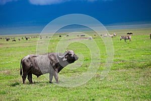 Buffalo in Ngorongoro crater Tanzania