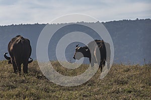 Buffalo at Ngorongoro National Park., Tanzania