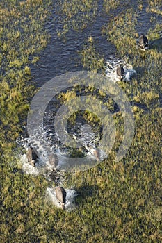 Buffalo in Okavango Delta