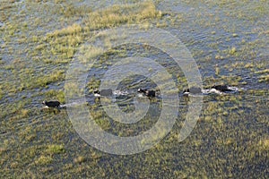 Buffalo in Okavango Delta