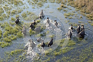 Buffalo in Okavango Delta