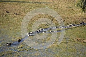 Buffalo in Okavango Delta