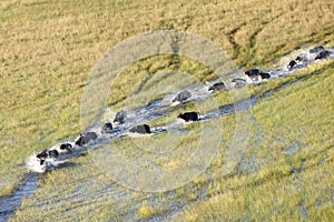 Buffalo in Okavango Delta