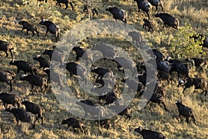 Buffalo in Okavango Delta