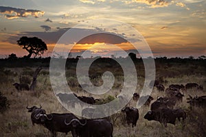 Buffalo - Okavango Delta - Botswana