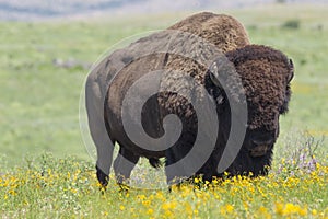 Buffalo on oklahoman prairie photo