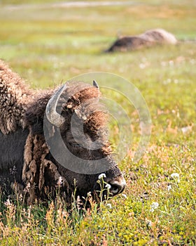 Buffalo on the open range in Yellowstone National Park