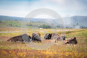 Buffalo on the open range in Yellowstone National Park