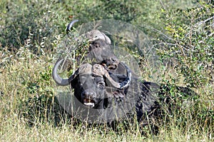 Buffalo and Ox-Pecker