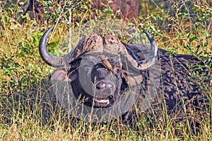 Buffalo and Ox-Pecker