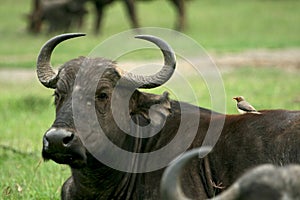 Buffalo and oxpecker