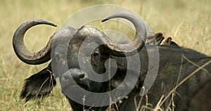 Buffalo and oxpecker