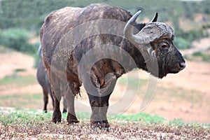 Buffalo and Oxpecker Bird