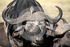 Buffalo and Oxpecker (Kenya) photo